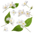 Set with beautiful tender jasmine flowers and green leaves on white background Royalty Free Stock Photo