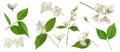 Set with beautiful tender jasmine flowers and leaves on white background. Banner design