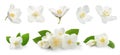 Set with beautiful tender jasmine flowers and green leaves on white background. Banner design Royalty Free Stock Photo