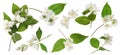 Set with beautiful tender jasmine flowers and green leaves on white background. Banner design Royalty Free Stock Photo