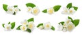 Set with beautiful tender jasmine flowers and green leaves on white background. Banner design Royalty Free Stock Photo