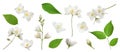 Set with beautiful tender jasmine flowers and green leaves on white background. Banner design Royalty Free Stock Photo