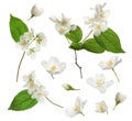 Set with beautiful tender jasmine flowers and green leaves on white background