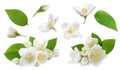 Set with beautiful tender jasmine flowers and green leaves on white background Royalty Free Stock Photo