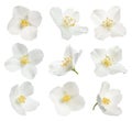 Set with beautiful tender jasmine flowers on white