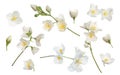 Set with beautiful tender jasmine flowers on white background