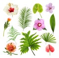 Set with beautiful tropical flowers and green leaves Royalty Free Stock Photo