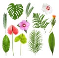 Set with beautiful tropical flowers Royalty Free Stock Photo