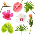 Set with beautiful tropical flowers Royalty Free Stock Photo
