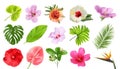 Set with beautiful tropical flowers Royalty Free Stock Photo