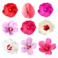 Set with beautiful tropical flowers Royalty Free Stock Photo