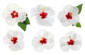 Set of beautiful tropical hibiscus flowers isolated Royalty Free Stock Photo