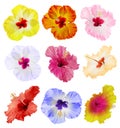 Set of beautiful tropical hibiscus flowers isolated Royalty Free Stock Photo