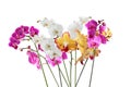 Set of beautiful tropical orchid flowers on background Royalty Free Stock Photo