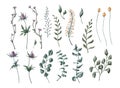 Set of beautiful various purple and yellow flowers, green leaves, and branches elements. Hand-drawn collection of purple
