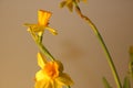 Set of beautiful yellow daffodils isolated