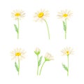 Set of beauty chamomile daisy flowers with leaves. Healing herb for herbal tea, natural cosmetics, aromatherapy