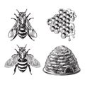 Set of bee, wasp, honeycombs, hive vintage drawing