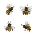 Set of bees isolated.