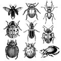 Set of beetle vintage illustrations Royalty Free Stock Photo