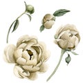 Set of beige peony flowers and buds. Floral watercolor illustration hand painted isolated on white background. Royalty Free Stock Photo