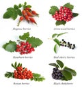 Set from berries Royalty Free Stock Photo