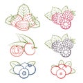 Set of berries icons on a white background. Design for poster, label, banner.