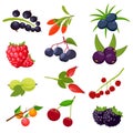 Set berries isolated on white background: currant, cherry, raspberries, rowan, gooseberry, dogrose, blackberry, goji