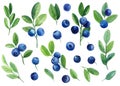 Set of berries, leaves, branches. Blueberries, isolated white background. Watercolor elements for your design Royalty Free Stock Photo