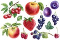 Set berries watercolor illustration. Plums, cherries, raspberries, blackberries, black currants and strawberries Royalty Free Stock Photo