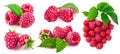 Set berry raspberry with green leaf collection Royalty Free Stock Photo