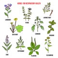 Set of best herbs for lung support and respiratory health