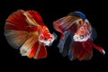 Siamese fighting fish, betta isolated on black background Royalty Free Stock Photo