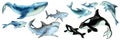 Set of a big blue whale, shark, orca killer whale, dolphins with cubs on a white background, panorama. Hand drawn watercolor Royalty Free Stock Photo