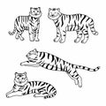 Set of big tigers. Collection of portraits of predatory wild cats Royalty Free Stock Photo