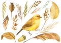 Set of bird and autumn dry herbs, canary watercolor drawing, boho illustration Royalty Free Stock Photo