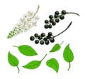 a set of bird cherry. Isolated berries, flowers and leaves of Mayday tree