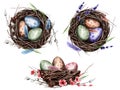 Set of bird nests with watercolor painted eggs. Branches, nest, pussy willow, lavender, feathers, eggs. Spring illustrations for