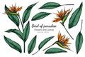 Set of Bird of paradise flower and leaf drawing illustration with line art on white backgrounds Royalty Free Stock Photo