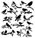 Set of bird and twig silhouette. Birds on a branch Vector illustration Royalty Free Stock Photo