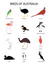 Set with birds of Australia -gouldian amadina, flamingo, cassowary, duck,pheasant, magellanic penguin, pelican, swan, ostrich emu