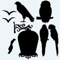 Set Birds: eagle, owl, parrots and seagulls Royalty Free Stock Photo