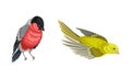 Set of birds. European greenfinch and bullfinch vector illustration Royalty Free Stock Photo