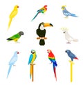 A set of birds in a flat style. Royalty Free Stock Photo