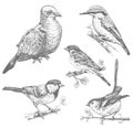 Set of birds hand drawn illustrations, pigeon, sparrow, kingfisher, tit monochrome vector image Royalty Free Stock Photo