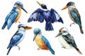 Set of birds, kookaburra and kingfisher on a white isolated background, watercolor hand drawn painting. Australian bird