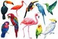 Set of birds, parrot, flamingo, hummingbird and toucan, isolated white background, watercolor hand drawn collection Royalty Free Stock Photo