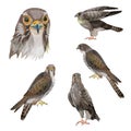 Set of birds of prey Royalty Free Stock Photo