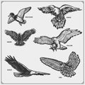 Set of birds. Raven and eagle, owl and falcon, hawk and duck.