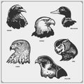 Set of birds. Raven and eagle, owl and falcon, hawk and duck.